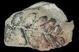 Pennsylvanian Fossil Fern (Neuropteris) - Kentucky #112676-1
